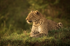 Biodiversity-Kenya-Safari-February-2022-0366