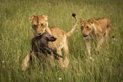 Biodiversity-Kenya-Safari-February-2022-1712