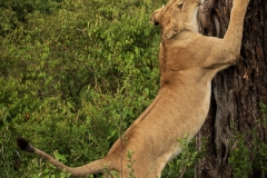 Biodiversity-Kenya-Safari-February-2022-1842