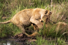 Biodiversity-Kenya-Safari-February-2022-6173