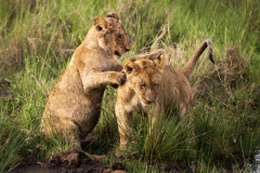 Biodiversity-Kenya-Safari-February-2022-6179