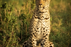 Biodiversity-Kenya-Safari-February-2022-6456