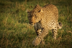 Biodiversity-Kenya-Safari-February-2022-6477