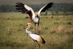 Biodiversity-Kenya-Safari-February-2022-6667