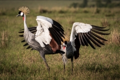 Biodiversity-Kenya-Safari-February-2022-6669