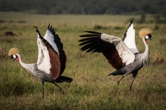Biodiversity-Kenya-Safari-February-2022-6673