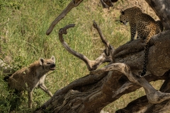 Biodiversity-Kenya-Safari-February-2022-7017