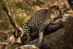Biodiversity-Kenya-Safari-February-2022-7031