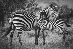 Biodiversity-Kenya-Safari-February-2022-7288