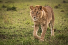 Biodiversity-Kenya-Safari-February-2022-7901