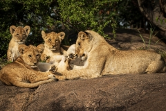 Biodiversity-Kenya-Safari-February-2022-8197