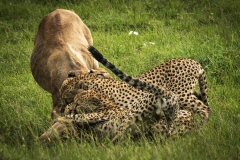 Biodiversity-Kenya-Safari-February-2022-8566