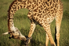 Biodiversity-Kenya-Safari-February-2022-8854