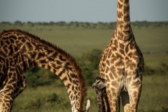 Biodiversity-Kenya-Safari-February-2022-8913