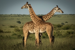 Biodiversity-Kenya-Safari-February-2022-8925