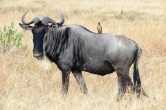 Kenya Safari August 2016